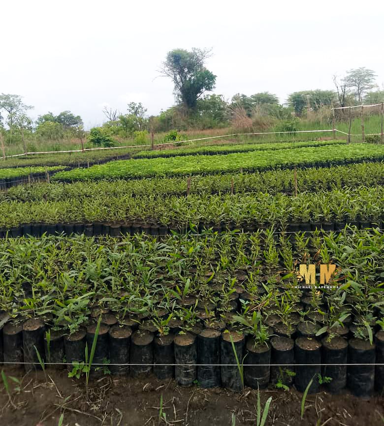 Agropastoral